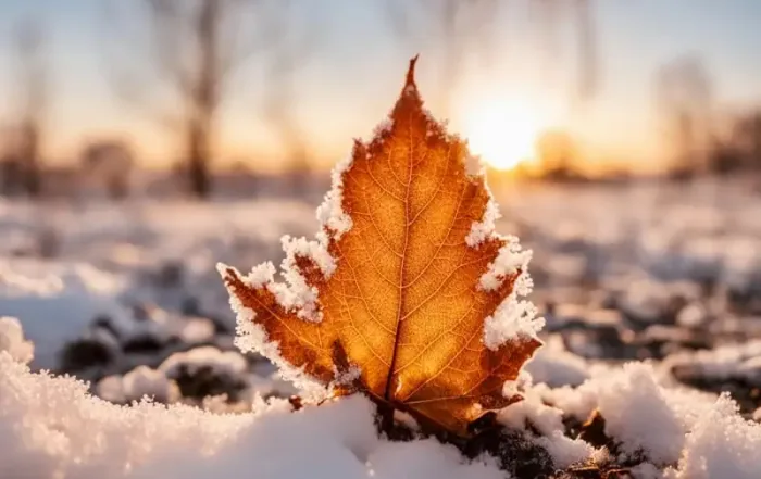 Autumn Clear Outs
